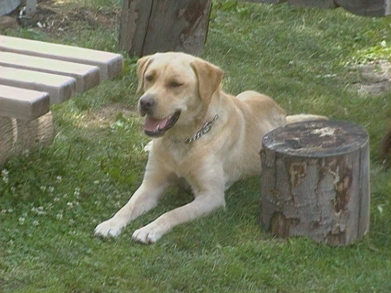 Új terápiás kutya tanulóink