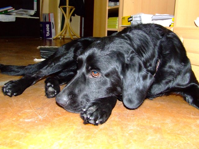 Új vakvezető tanulónk