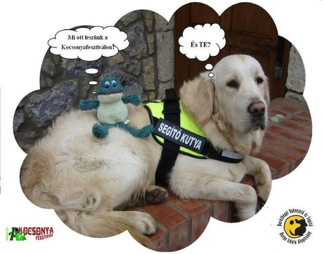 A Baráthegyi a Kocsonyafesztiválon