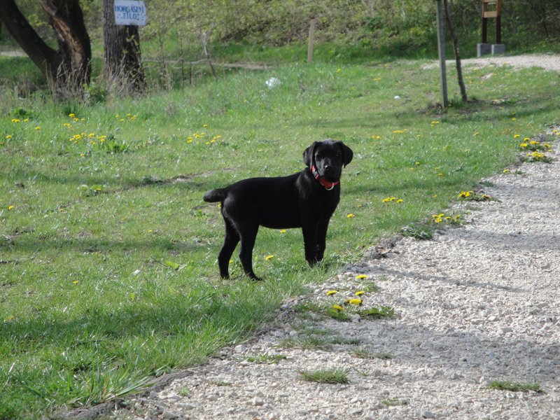 Kölyök-krónika 7.