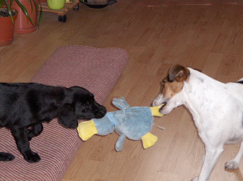 Kölyök-krónika 3.