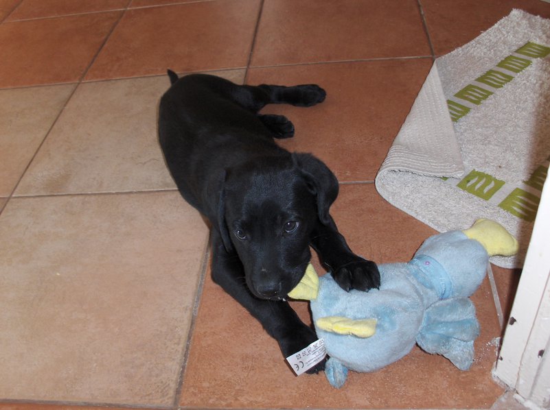 Kölyök-krónika 6.