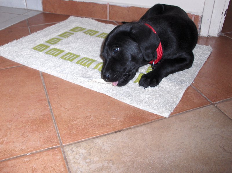 Kölyök-krónika 4.