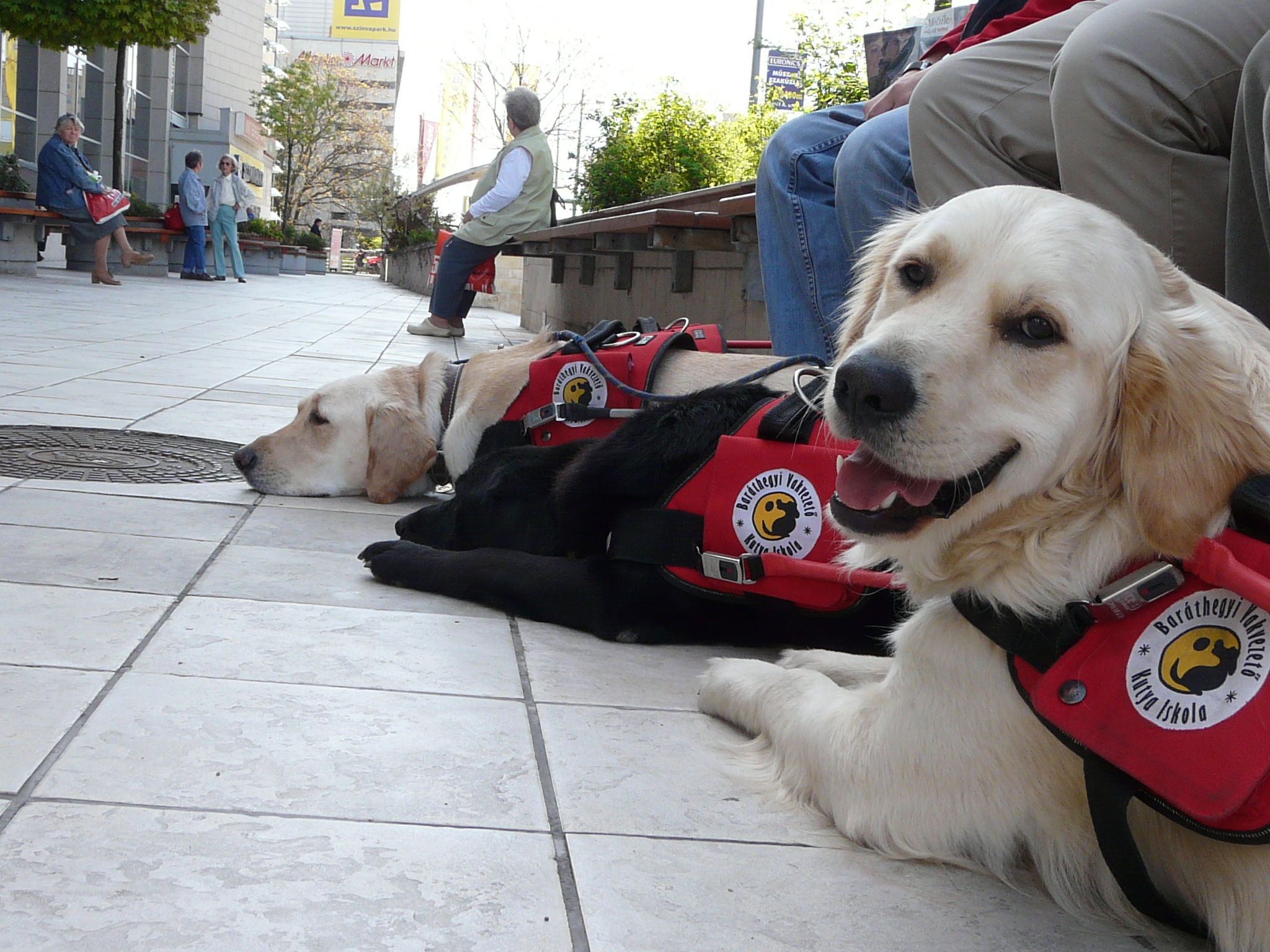 Vakvezető Kutyák Világnapja Miskolcon