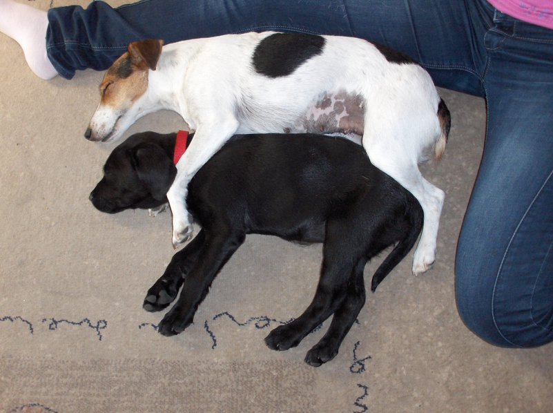 Kölyök-krónika 2.