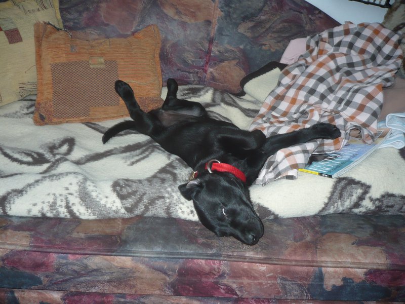 Kölyök-krónika 8.