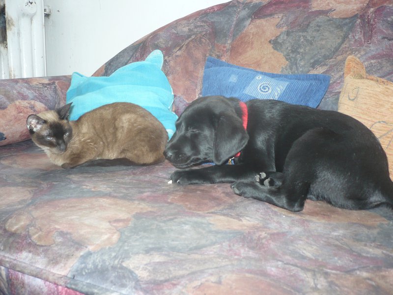 Kölyök-krónika 9.