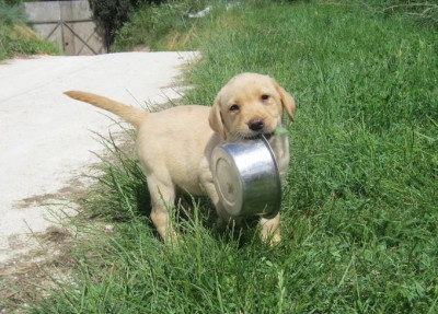 A nevelők és vakvezető kölykök finomhangolása