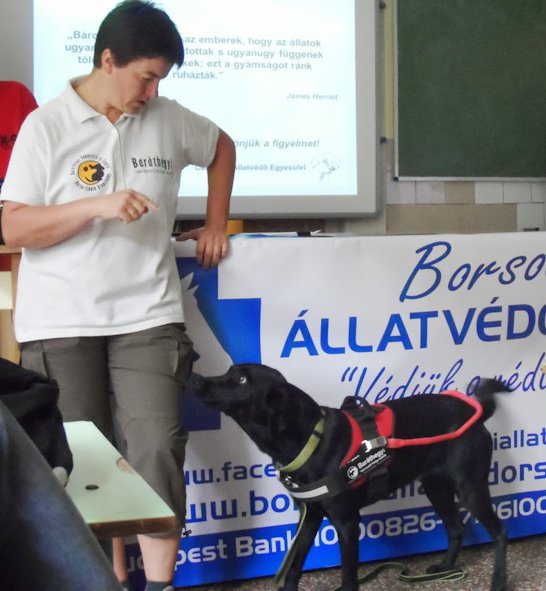 Guide dog in Ferenc Kazinczy Primary School