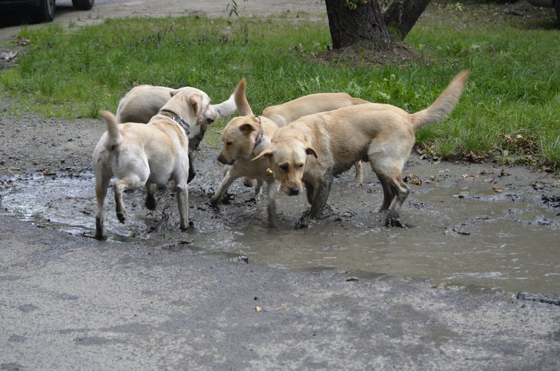 Farewell to summer tour with guide dogs