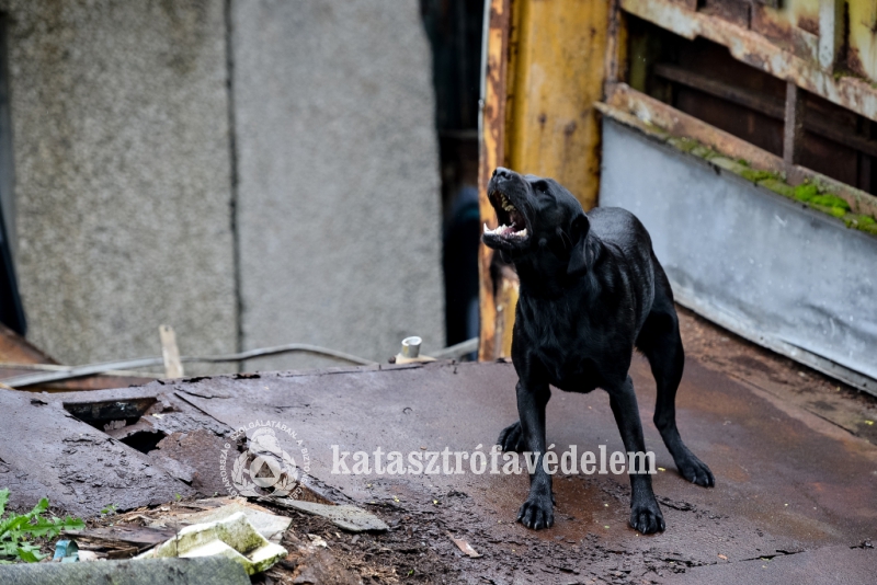Delta ugatással jelzi, hogy élő embereket talált