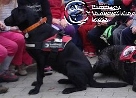 Ebu’s first Christmas as a guide dog