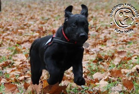 Four new guide dog candidates have started our puppy education training