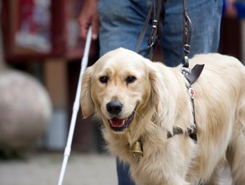 International recognition of the guide dog training in Miskolc