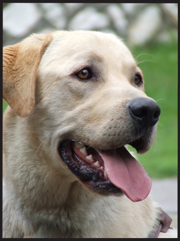 The Team of Baráthegy Mourns