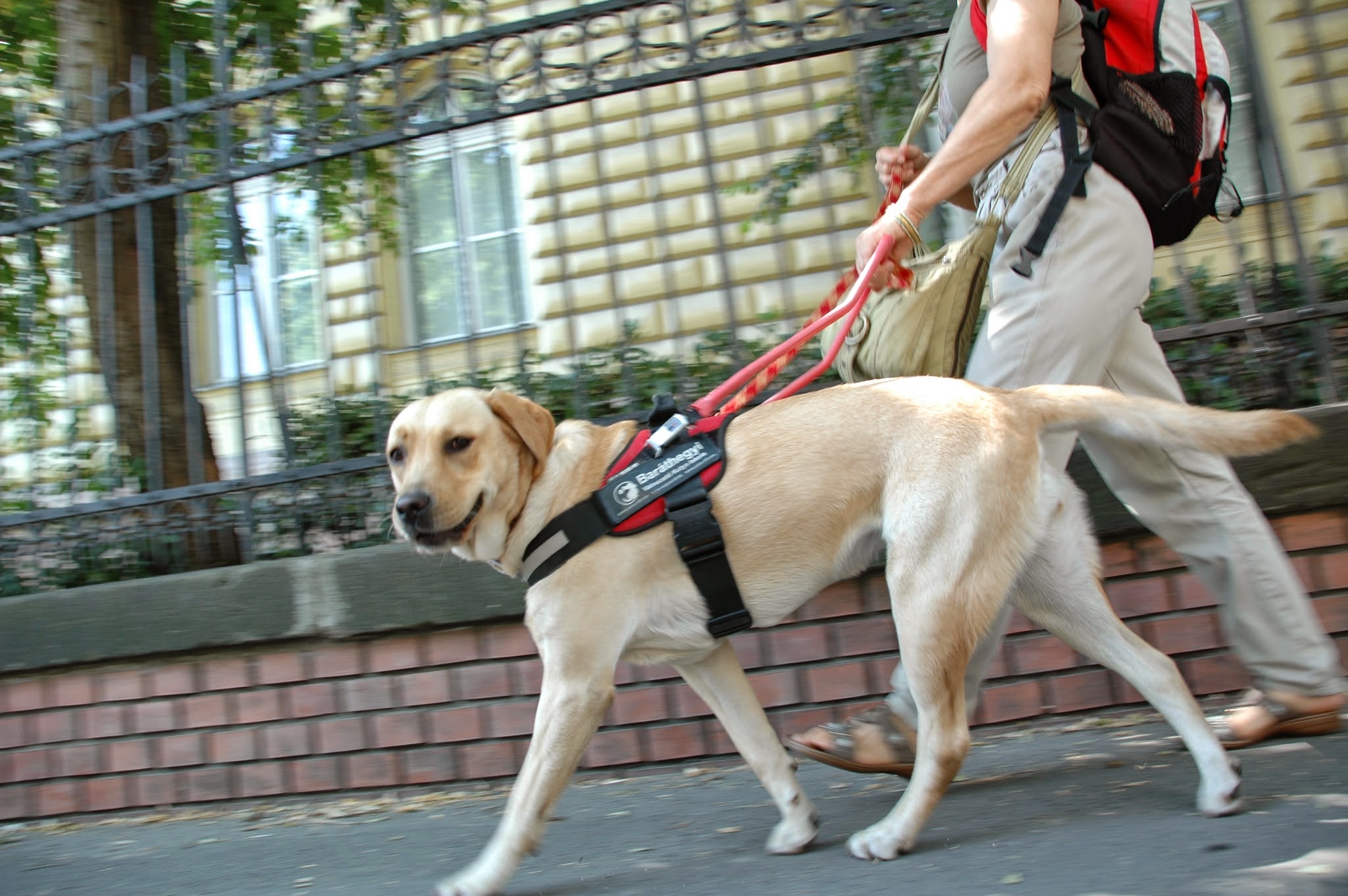 International Guide Dog Day is waiting for you too!