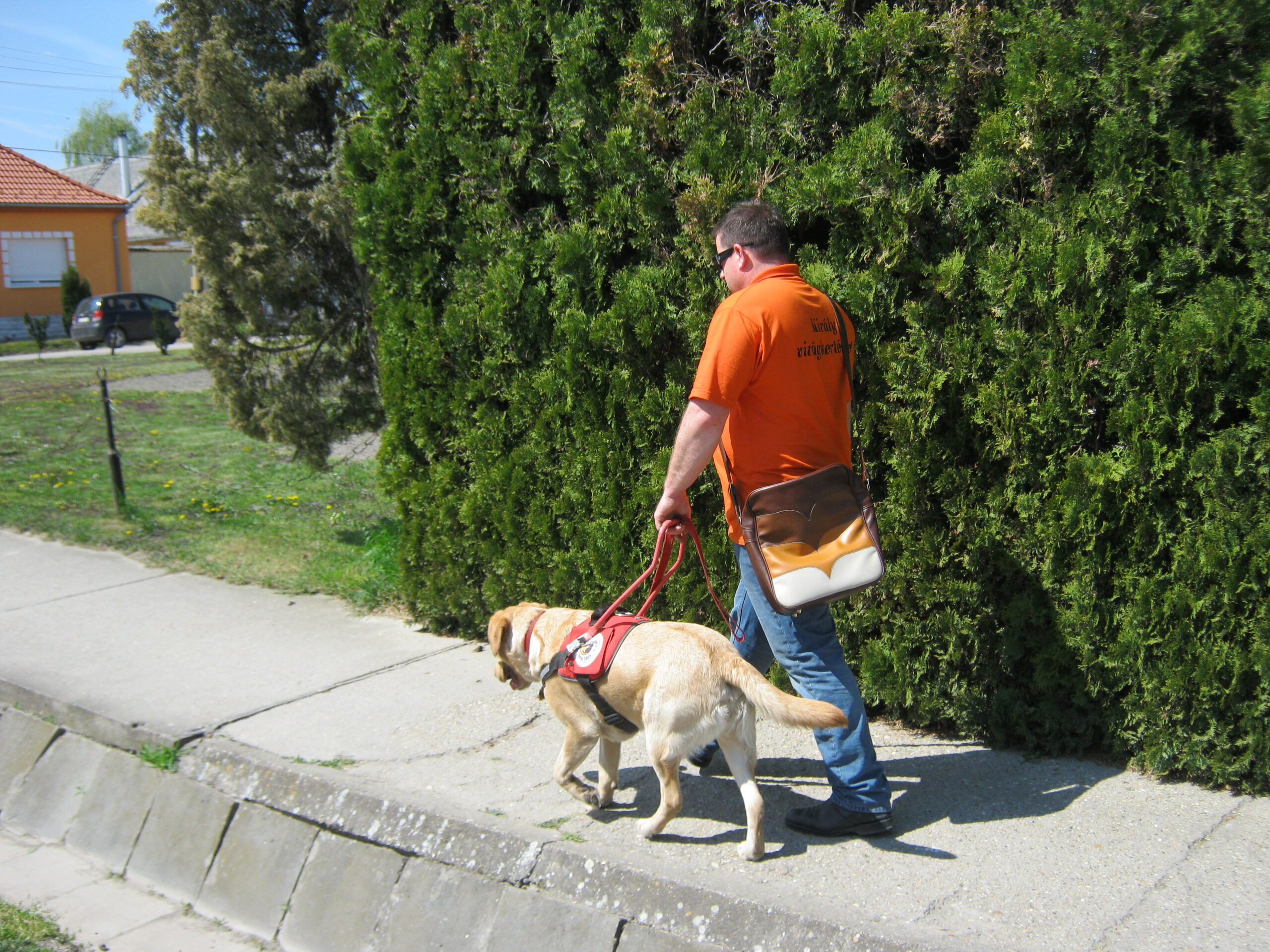 The 50th Baráthegyi Guide Dog