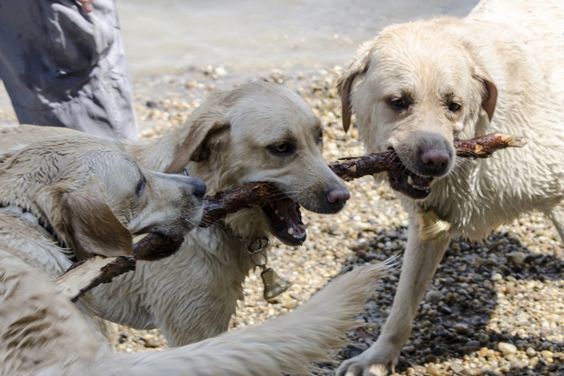 An outing to Hajógyári (Shipyard) Island