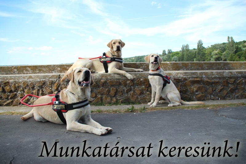 Munkatársat keresünk