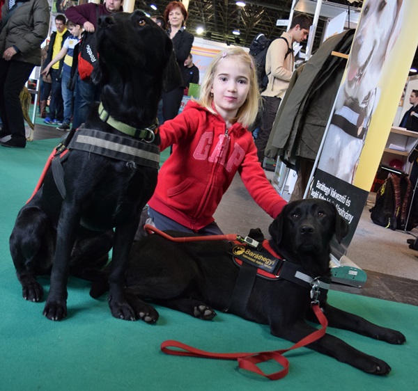 Guide Dogs at FeHoVa