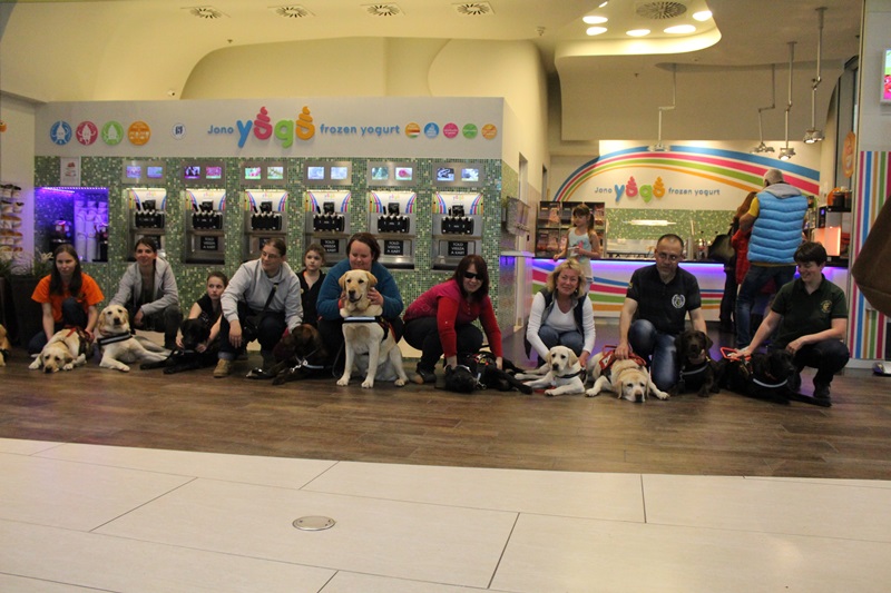 International Guide Dogs Day in Allee