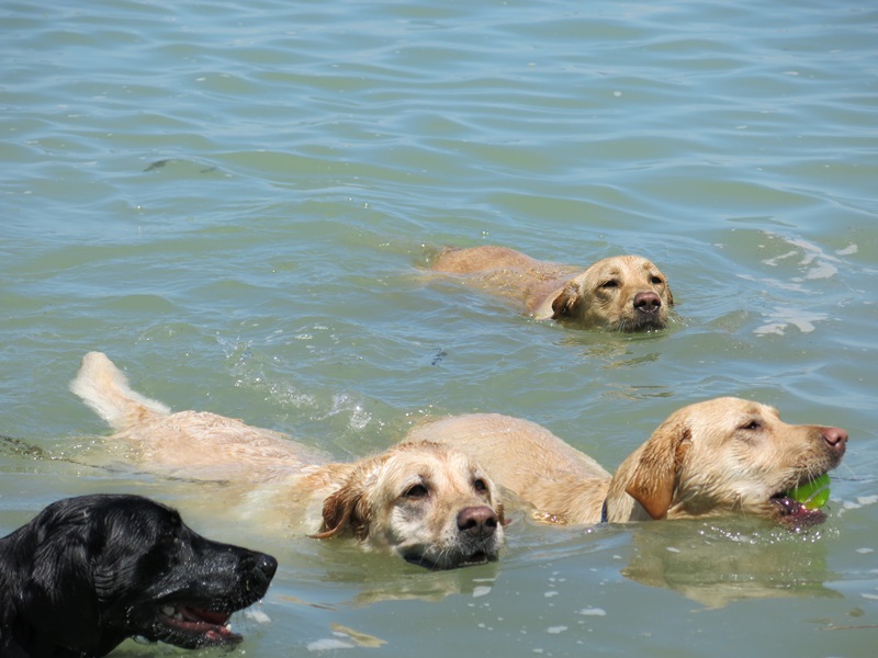 Dog-friendly Beach in Fonyód – As We’ve Seen It