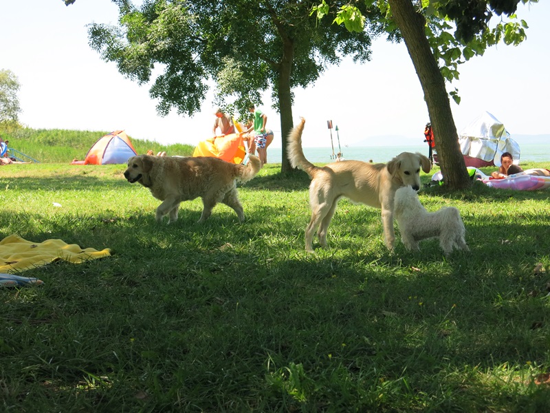 Nice but Plain the Dog-Friendly Beach in Balatonföldvár