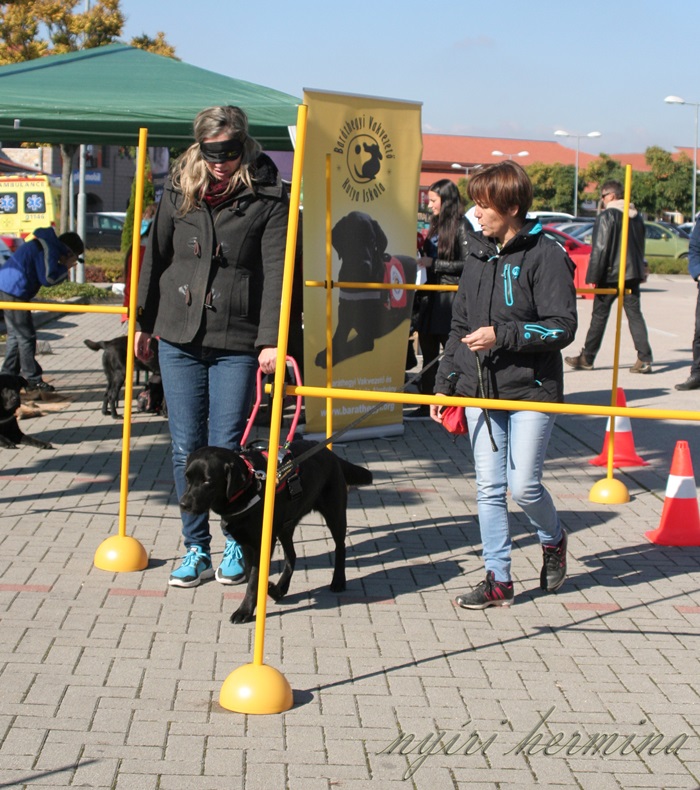 Birthday with Guide Dogs