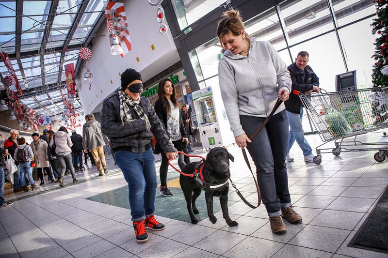 Waiting for Christmas with Guide Dogs