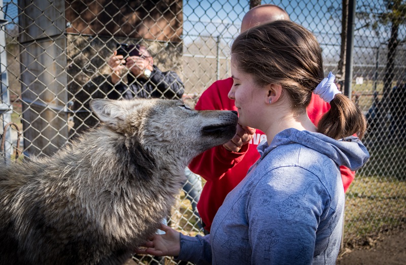 Guide Dog Owners and Wolves
