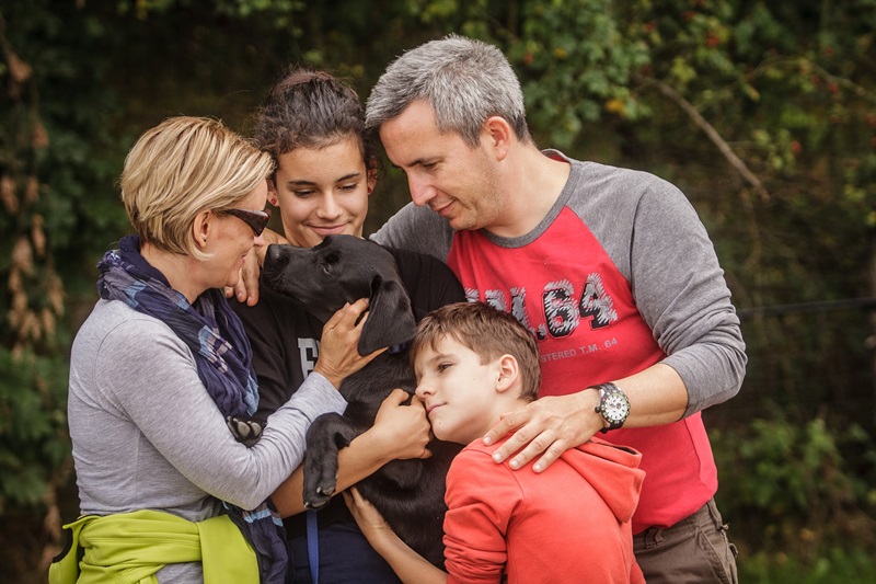 Kis labradorok várják a kölyöknevelőket