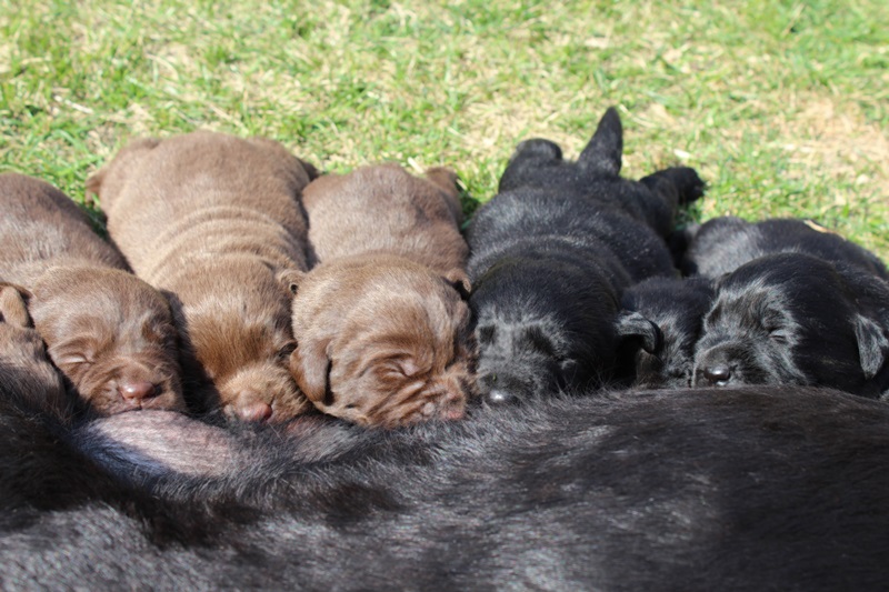 We Met Future Puppy Raisers