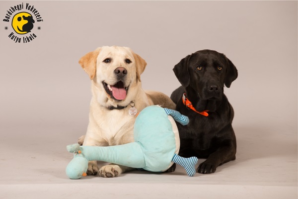 We Are Looking for Four-legged Heroes