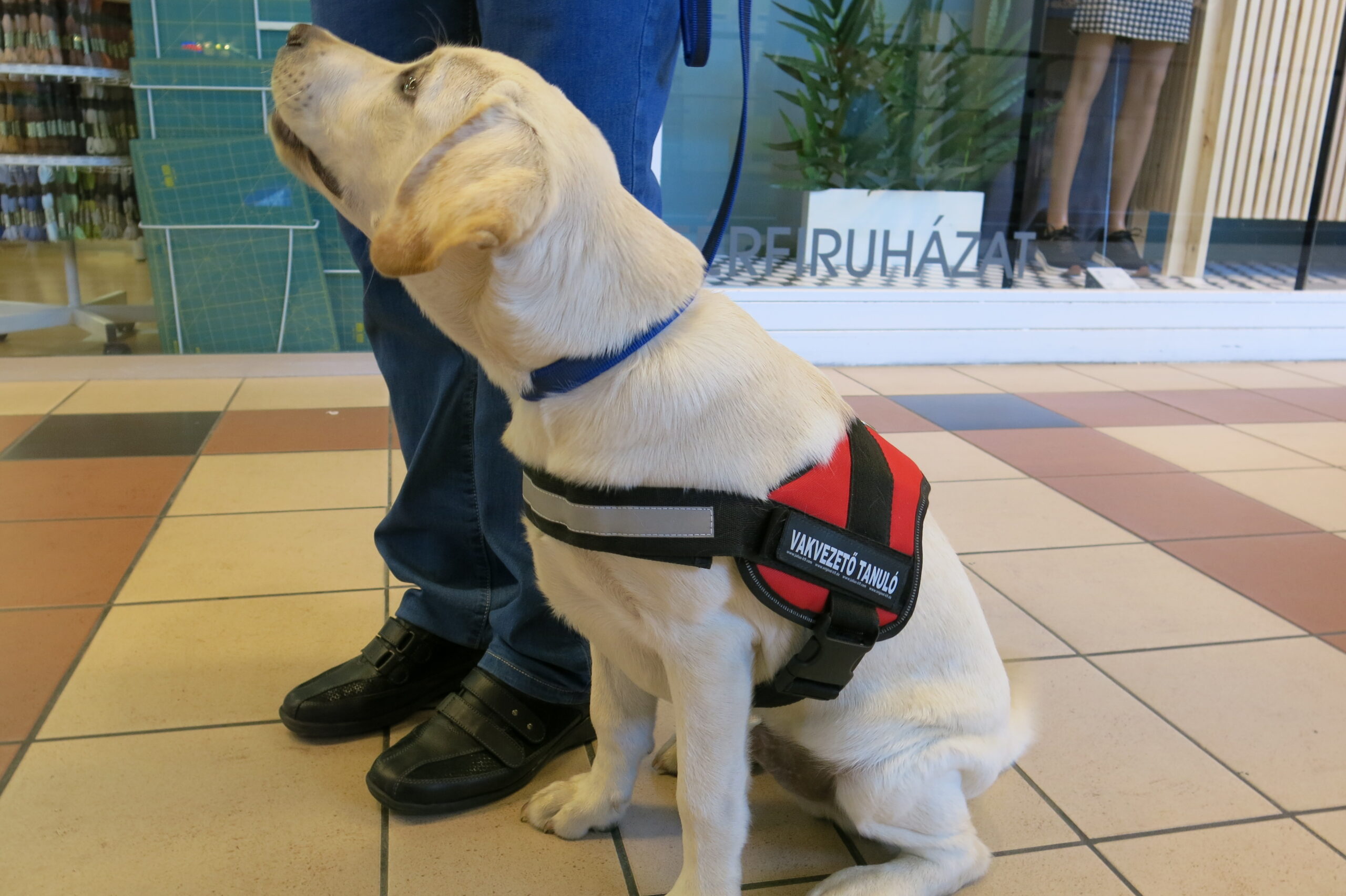 Így gyakoroltak a vakvezetőnek készülő labrador kölykök