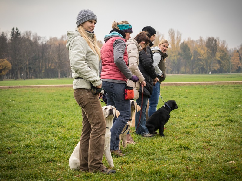 Sorban állnak a kölyöknevelők a feladatra várva, közben láb mellett ülnek a labrador kölykök