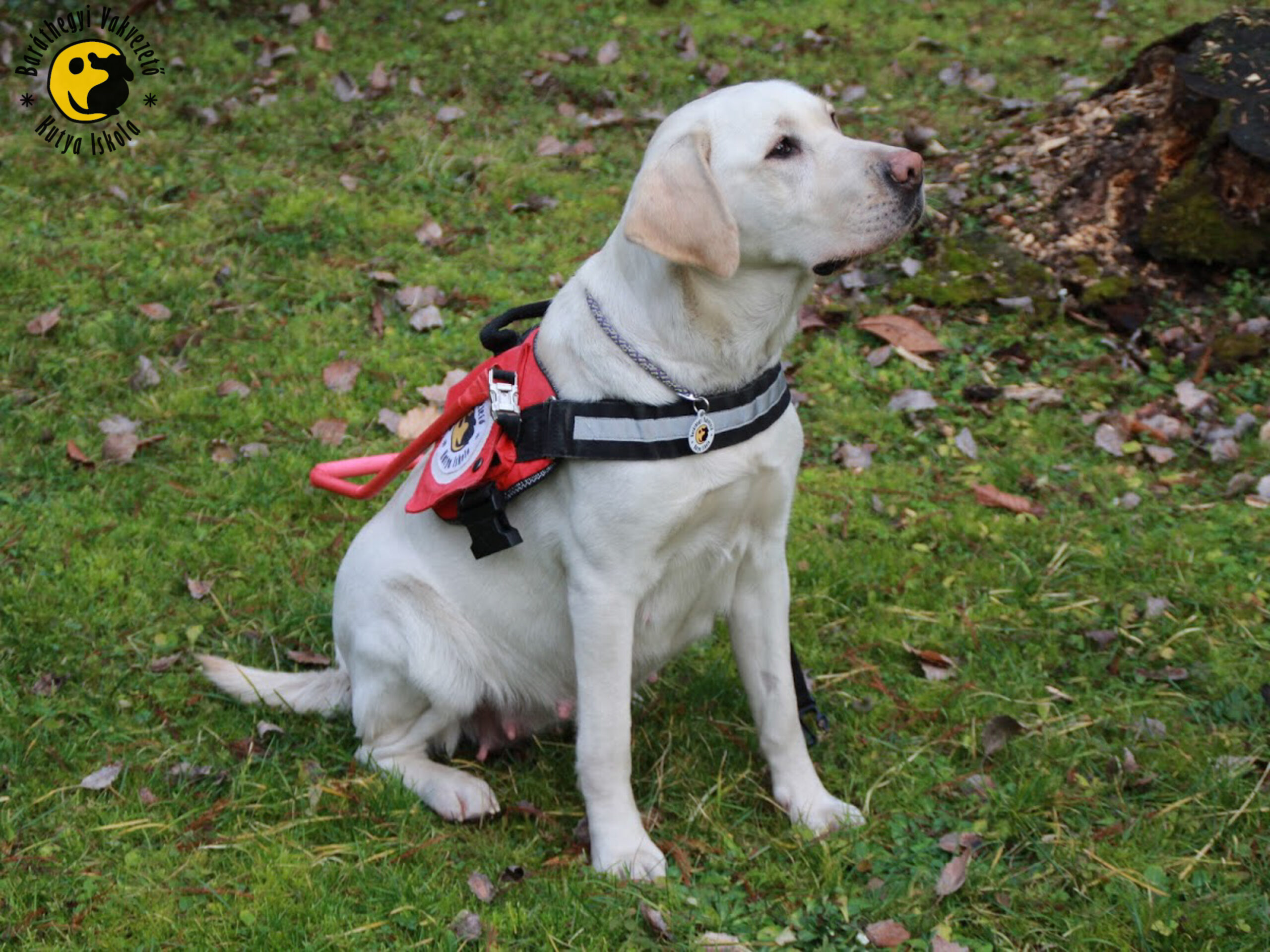 Támogatás New York-ból a magyar vakvezető kutya képzésnek