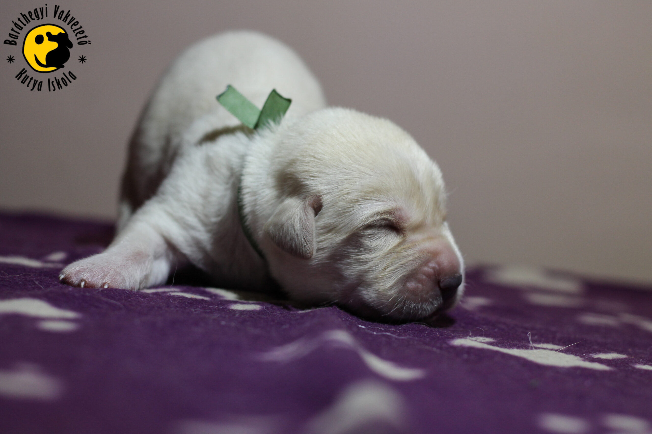 1 hetesek lettek a kiskutyáink