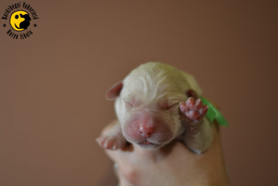 The first puppies of Baráthegyi School of Guide Dogs were finally born