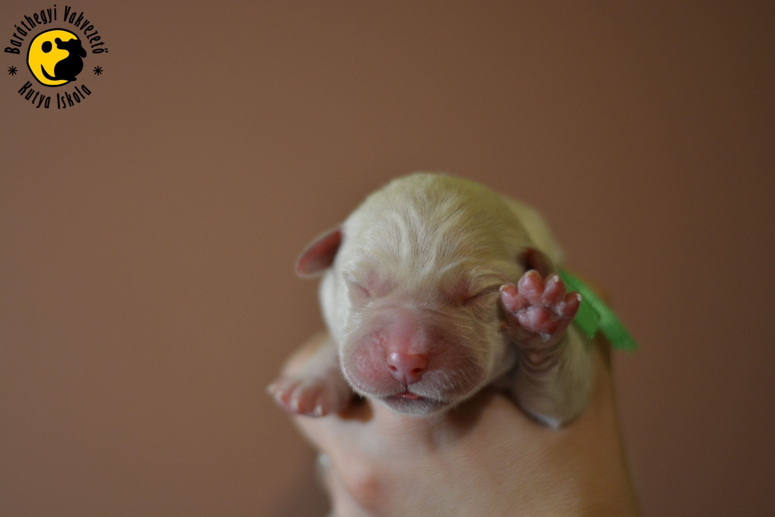 Újszülött Kutyák Küldetéssel!