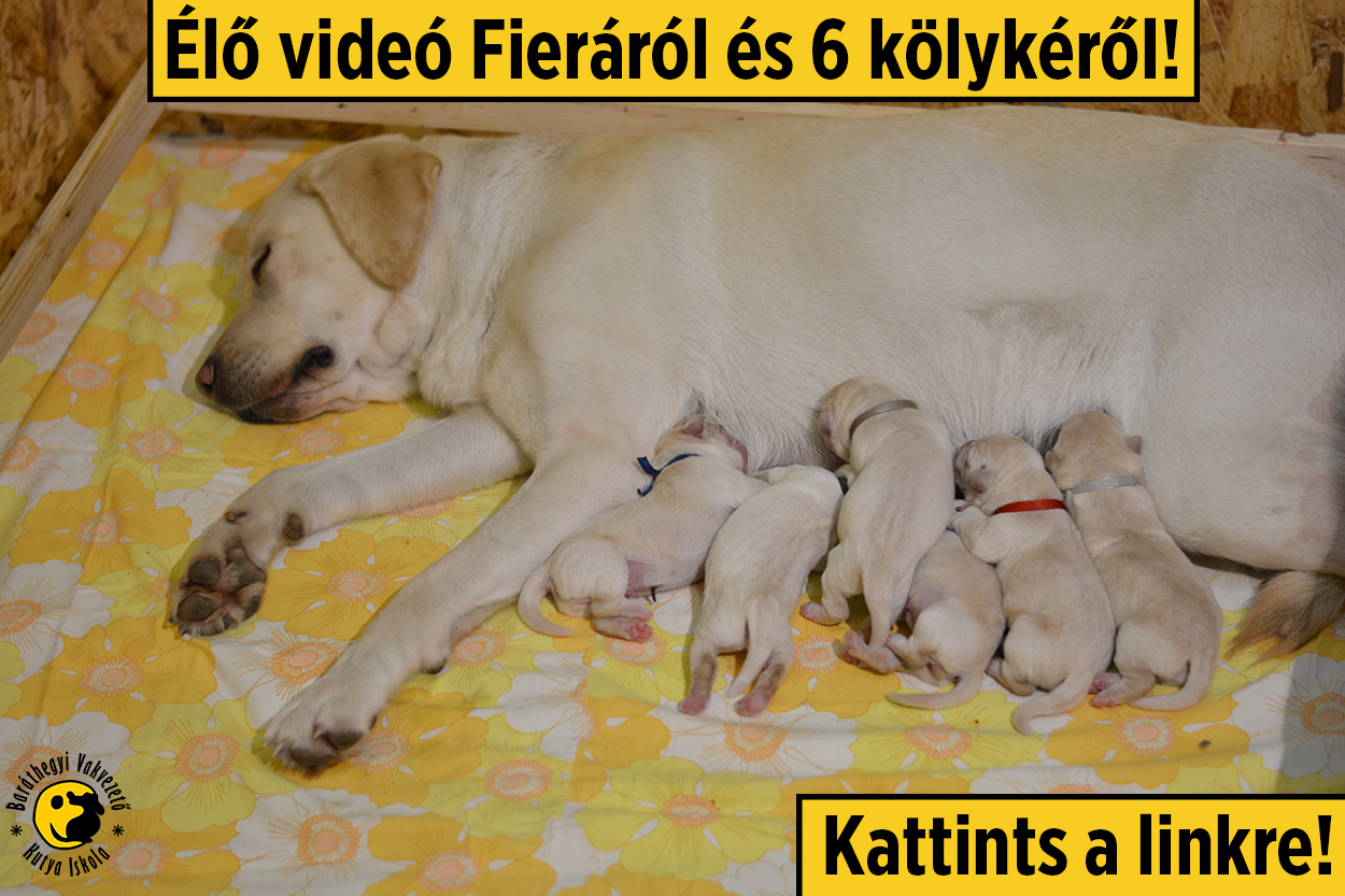 Nézd 24 órában videón labrador kölykeinket
