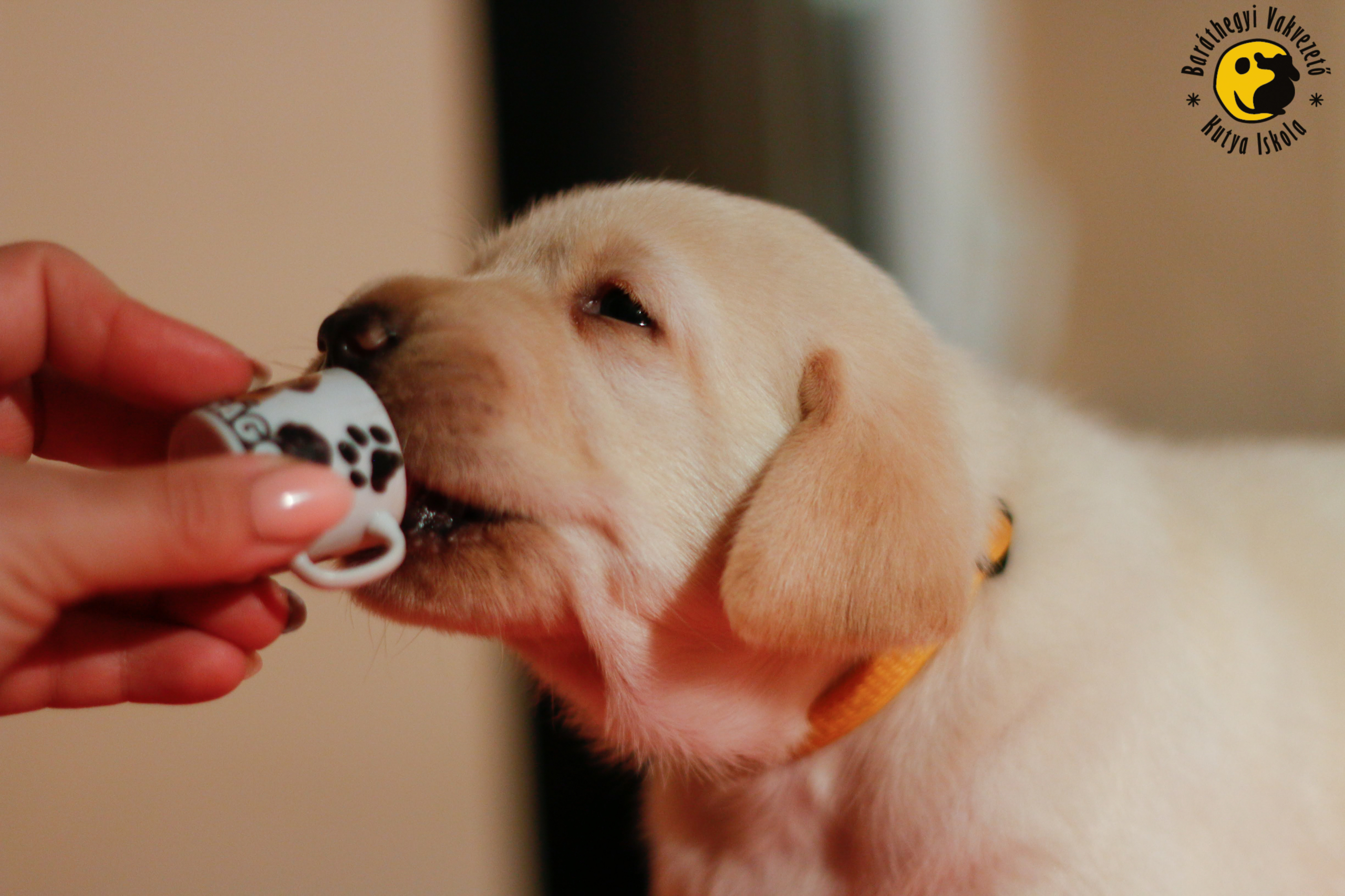 Bemutatkozik: Jordan