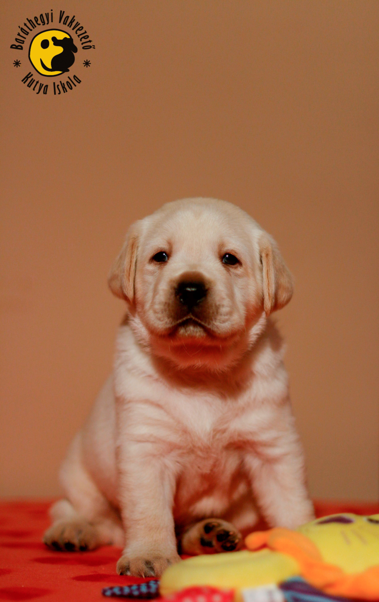 Egyszerre mutatjuk be mind a 6 kölyköt