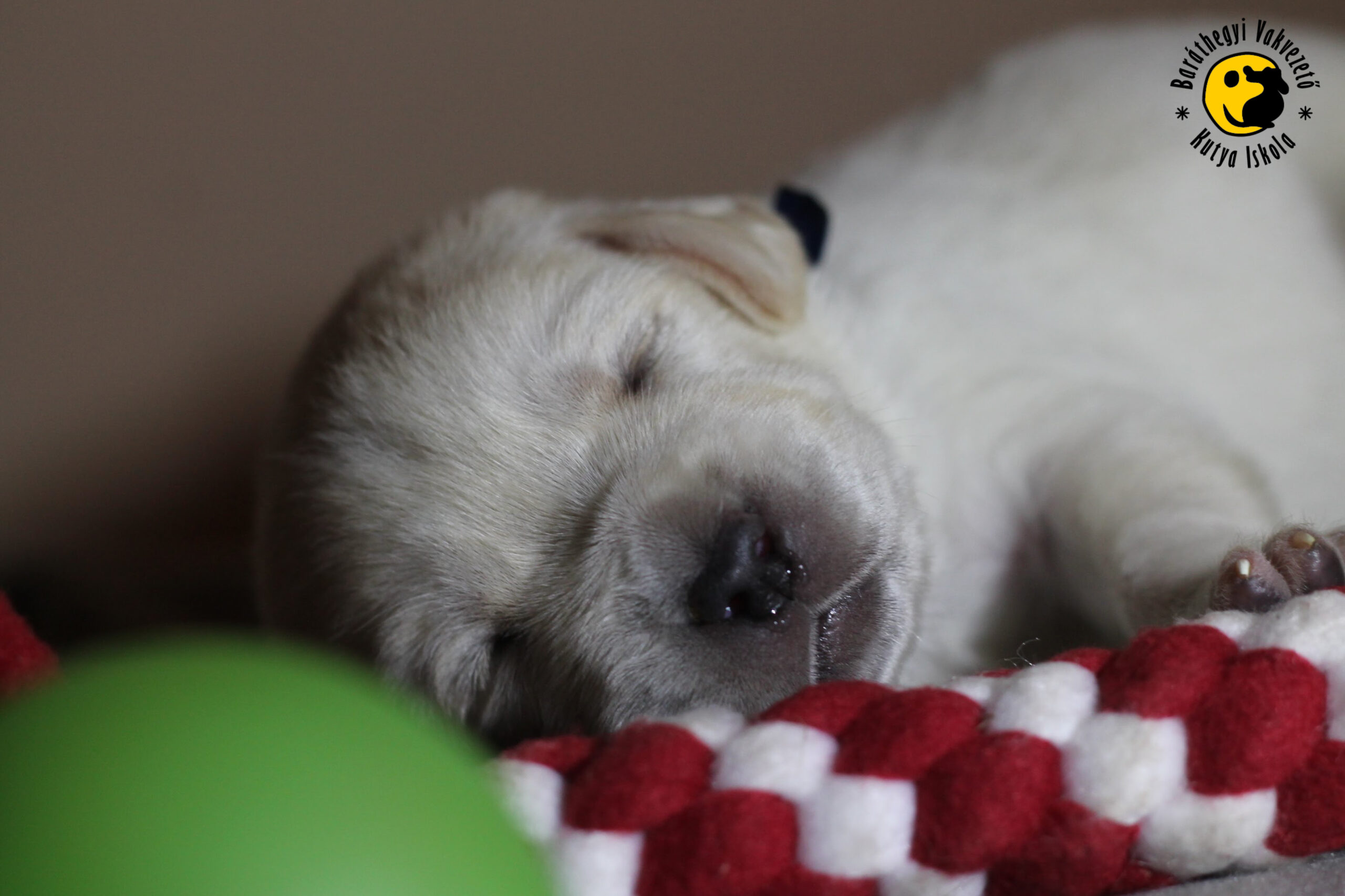 Már 2 hetesek a Baráthegyi labrador kölykei