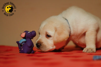 Our puppies have become 4 weeks old