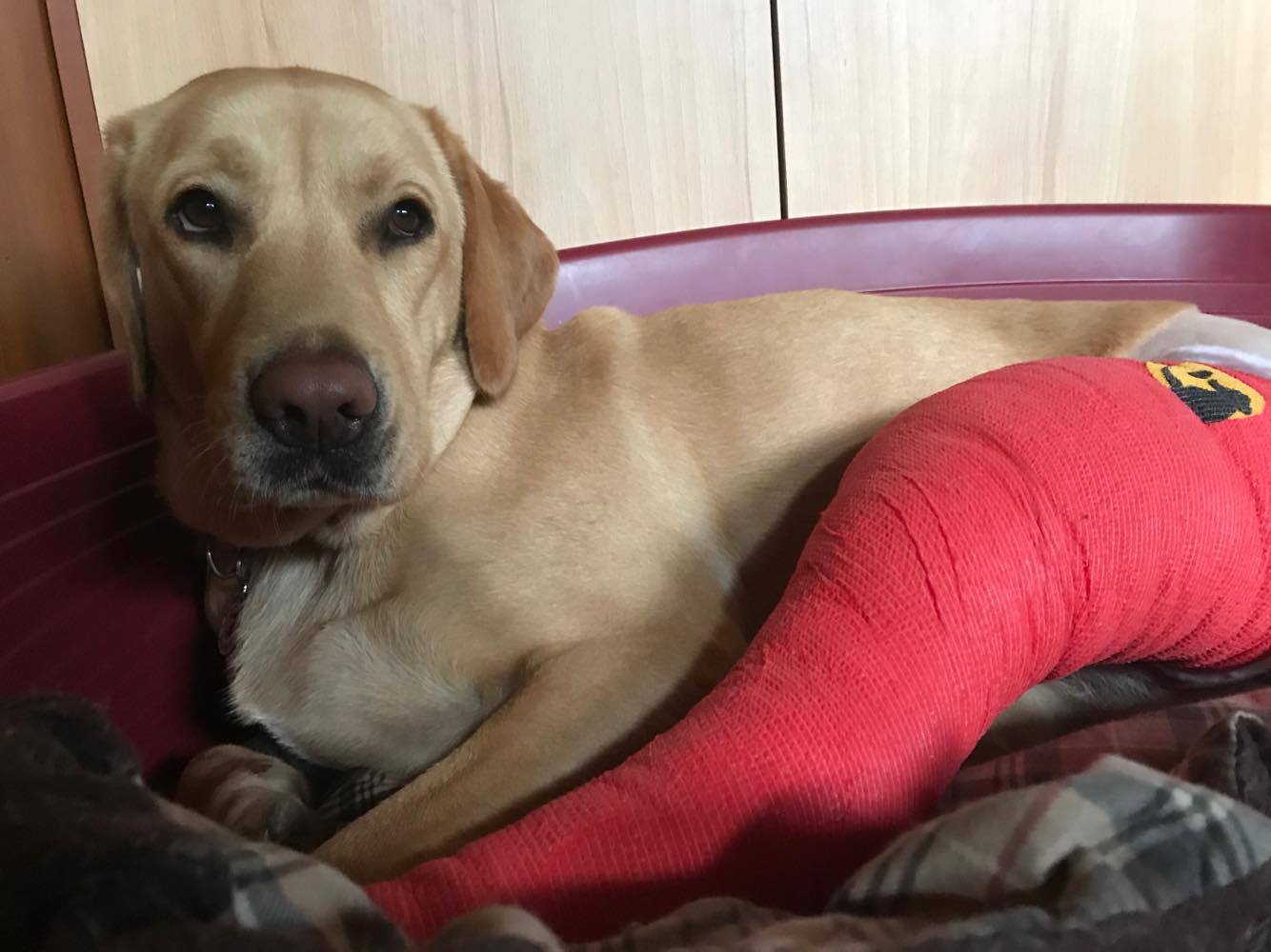 Fidzsi nemrég egy komoly műtéten esett át