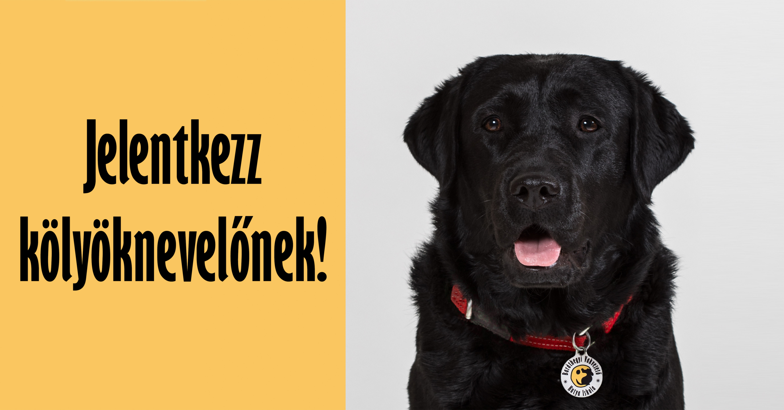 “Egy ilyen “szuper” kutyát évente hányszor fedeztetnek?”