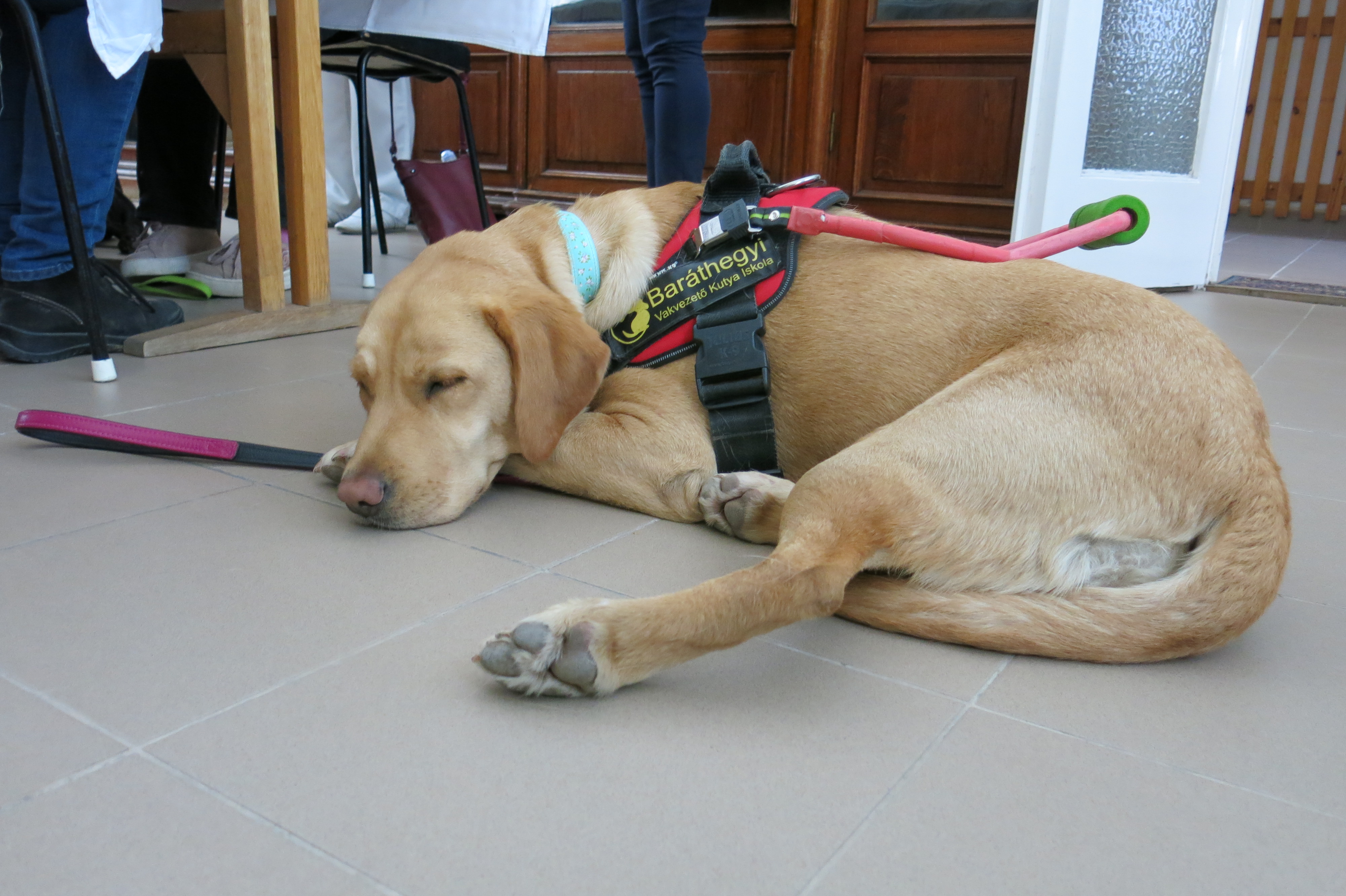 Fidzsi jót alszik az anatómia órán