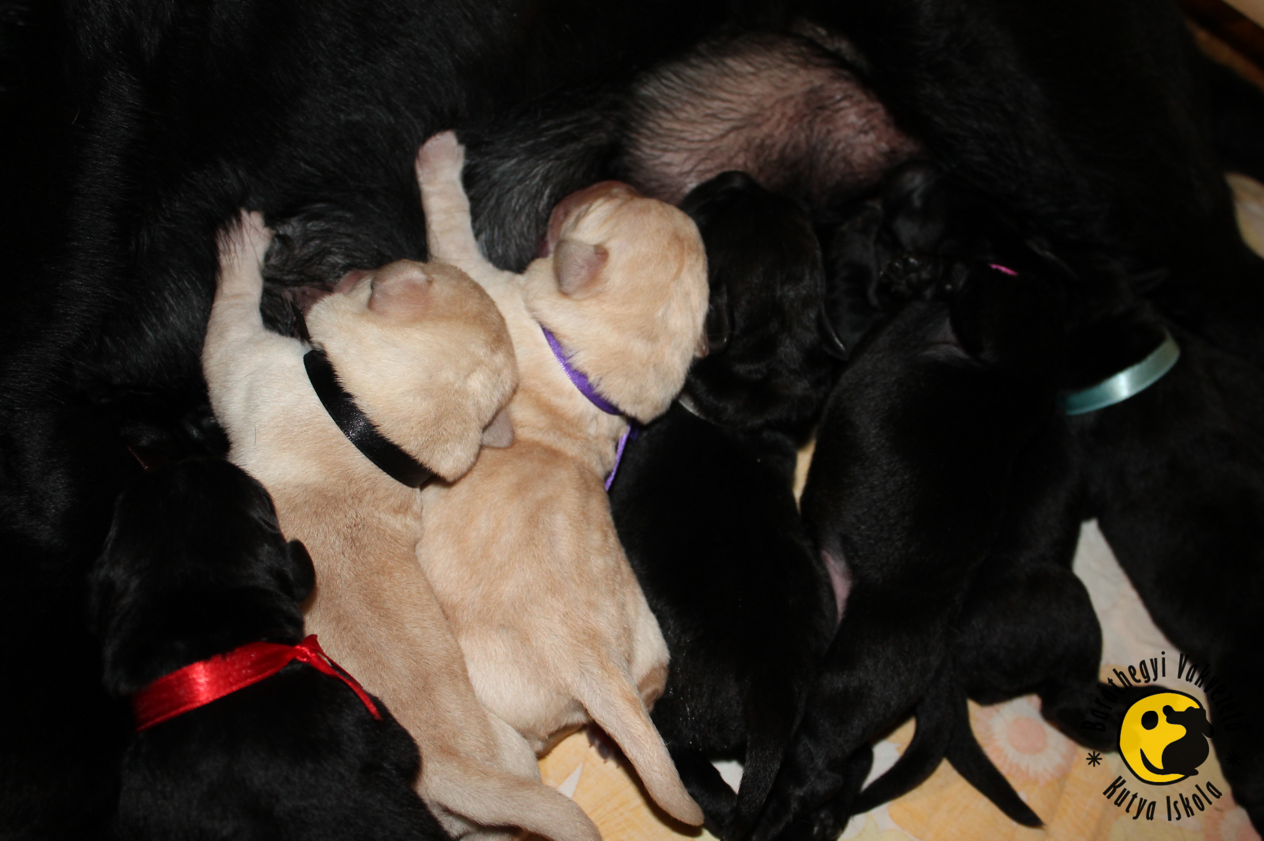 10 kölyök született április 14-én