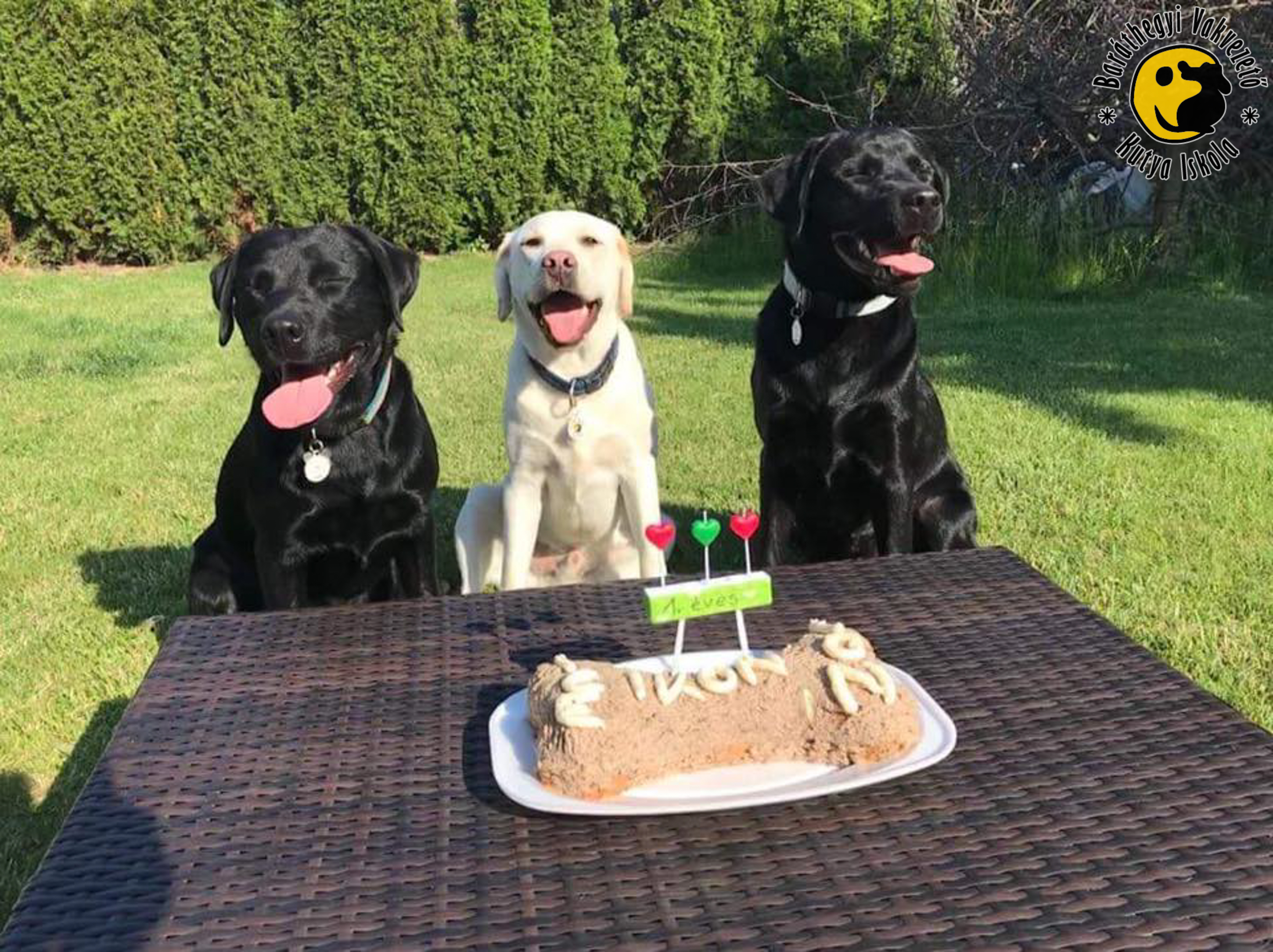 Ion, Ikon, Ice várakozik a torta előtt