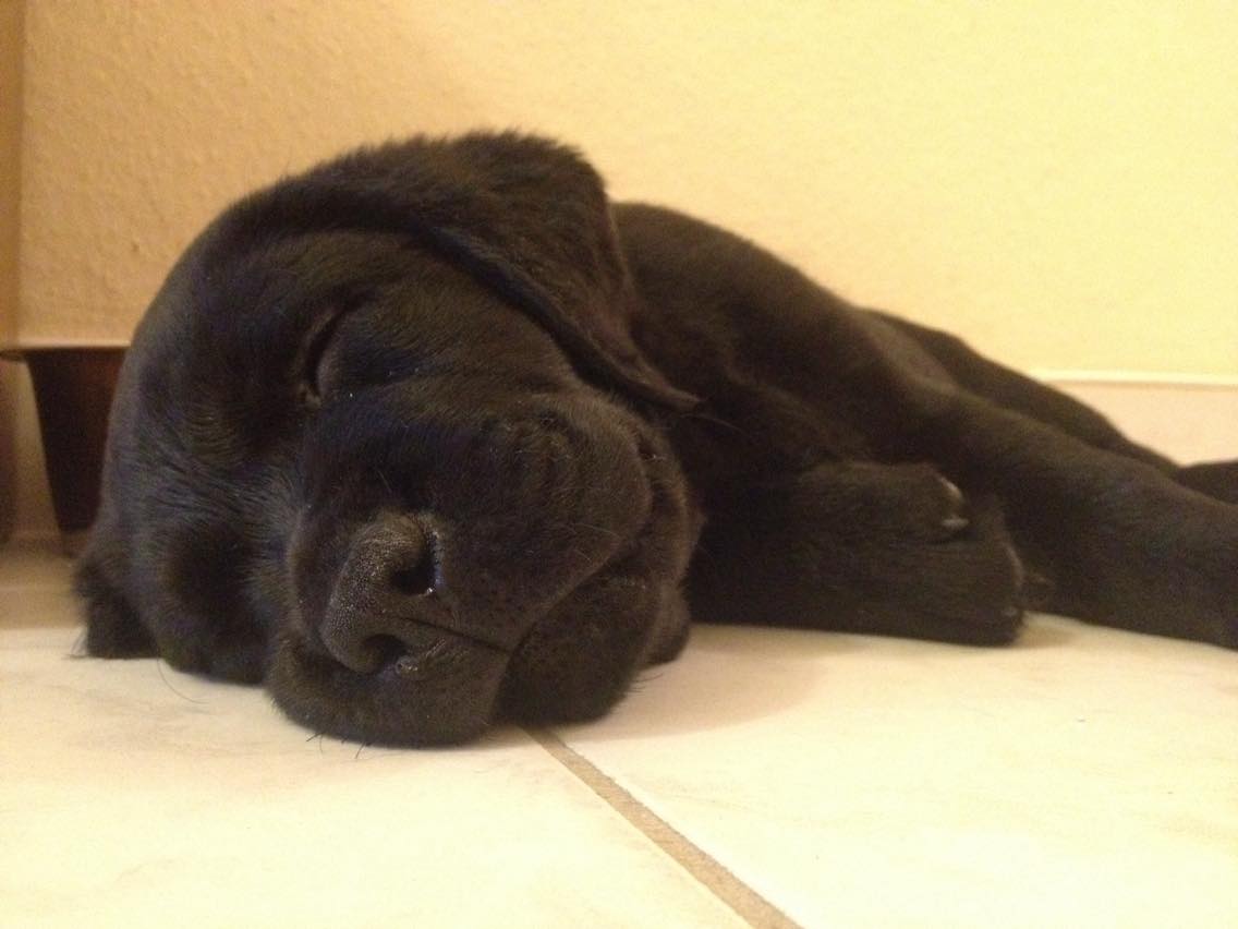 Kapitány kimerült a sok újdonságtól, és nyugodtan alszik